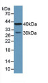 Western Blot; Sample: Human Lung Tissue.