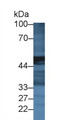 Western Blot; Sample: Mouse Pancreas lysate; Primary Ab: 2µg/ml Rabbit Anti-Rat CPA2 Antibody Second Ab: 0.2µg/mL HRP-Linked Caprine Anti-Rabbit IgG Polyclonal Antibody