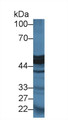 Western Blot; Sample: Mouse Pancreas lysate; Primary Ab: 2µg/ml Rabbit Anti-Rat CPA1 Antibody Second Ab: 0.2µg/mL HRP-Linked Caprine Anti-Rabbit IgG Polyclonal Antibody