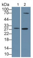 Western Blot; Sample: Lane1: Mouse Heart lysate; Lane2: Human PANC1 cell lysate;; Primary Ab: 1µg/mL Rabbit Anti-Mouse CLIC4 Antibody; Second Ab: 0.2µg/mL HRP-Linked Caprine Anti-Rabbit IgG Polyclonal Antibody;