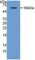 Western Blot; Sample: Recombinant CAPNS1, Human.