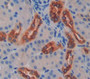 Fucosyltransferase 8 (Fut8) Polyclonal Antibody, Cat#CAU22575