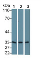 Western Blot; Sample: Recombinant protein.