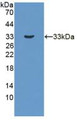 Western Blot; Sample: Recombinant HSD17b3, Human.