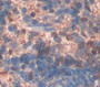 Erythrocyte Membrane Protein Band 4.2 (Epb42) Polyclonal Antibody, Cat#CAU22585