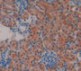 Death Associated Protein Kinase 3 (Dapk3) Polyclonal Antibody, Cat#CAU22587