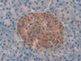 DAB staining on IHC-P; Samples: Human Pancreas Tissue)