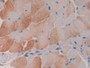 DAB staining on IHC-P; Samples: Mouse Skeletal muscle Tissue)