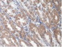 DAB staining on IHC-P; Samples: Human Stomach Tissue.