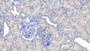 DAB staining on IHC-P; Samples: Porcine Kidney Tissue;  Primary Ab: 20µg/ml   Rabbit Anti-Human RNF39 Antibody Second Ab: 2µg/mL HRP-Linked Caprine Anti-Rabbit IgG Polyclonal Antibody 