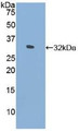 Western Blot; Sample: Recombinant FLNC, Human.