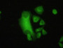 FITC staining on IHC-P Simple: Hela cells)