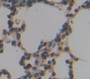Sirtuin 7 (Sirt7) Polyclonal Antibody, Cat#CAU22611
