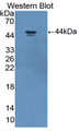 Western Blot; Sample: Recombinant protein.