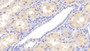 DAB staining on IHC-P; Samples: Human Kidney Tissue; Primary Ab: 20μg/ml Rabbit Anti-Human SIRT7 Antibody Second Ab: 2µg/mL HRP-Linked Caprine Anti-Rabbit IgG Polyclonal Antibody