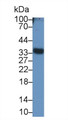 Western Blot; Sample: Mouse Liver lysate; Primary Ab: 1μg/ml Rabbit Anti-Mouse SIRT5 Antibody; Second Ab: 0.2µg/mL HRP-Linked Caprine Anti-Rabbit IgG Polyclonal Antibody;