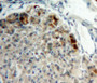 Used in DAB staining on fromalin fixed paraffin-embedded adrenal tissue