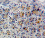 Used in DAB staining on fromalin fixed paraffin-embedded adrenal tissue