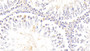 DAB staining on IHC-P. Samples: Rat Tissue)