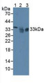 Western Blot; Sample: Lane1: Mouse Liver Tissue; Lane2: Human Hela Cells; Lane3: Human PC-3 Cells.