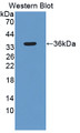 Western Blot; Sample: Recombinant SIRT4, Human.