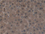 DAB staining on IHC-P; Samples: Mouse Liver Tissue