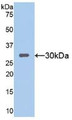 Western Blot; Sample: Recombinant SIRT1, Mouse.