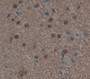 Histone Deacetylase 9 (Hdac9) Polyclonal Antibody, Cat#CAU22629