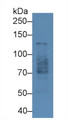 Western Blot Sample: Mouse Testis lysate;; Primary Ab: 1μg/ml Rabbit Anti-Mouse HDAC6 Antibody; Second Ab: 0.2µg/mL HRP-Linked Caprine Anti-Rabbit IgG Polyclonal Antibody;