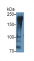 Western Blot; Sample: Porcine Skeletal muscle lysate; Primary Ab: 2μg/ml Rabbit Anti-Human AKAP12 Antibody; Second Ab: 0.2µg/mL HRP-Linked Caprine Anti-Rabbit IgG Polyclonal Antibody;