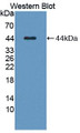 Western Blot; Sample: Recombinant protein.