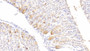 DAB staining on IHC-P; Samples: Mouse Stomach Tissue; Primary Ab: 20μg/ml Rabbit Anti-Mouse DGKz Antibody Second Ab: 2µg/mL HRP-Linked Caprine Anti-Rabbit IgG Polyclonal Antibody