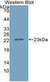 Western Blot; Sample: Recombinant protein.