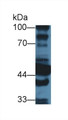 Western Blot; Sample: Mouse Liver lysate; ;Primary Ab: 3µg/ml Rabbit Anti-Mouse ALDH1A1 Antibody;Second Ab: 0.2µg/mL HRP-Linked Caprine Anti-Rabbit IgG Polyclonal Antibody;
