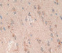 Used in DAB staining on fromalin fixed paraffin- embedded brain tissue