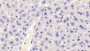 DAB staining on IHC-P; Samples: Mouse Liver Tissue; Primary Ab: 20μg/ml Rabbit Anti-Mouse ANXA3 Antibody Second Ab: 2µg/mL HRP-Linked Caprine Anti-Rabbit IgG Polyclonal Antibody