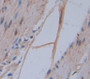 Annexin A3 (Anxa3) Polyclonal Antibody, Cat#CAU22676