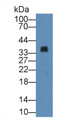 Western Blot; Sample: Human Lung lysate; ; Primary Ab: 3µg/ml Rabbit Anti-Human ANXA3 Antibody; Second Ab: 0.2µg/mL HRP-Linked Caprine Anti-Rabbit IgG Polyclonal Antibody;