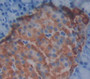 Annexin A4 (Anxa4) Polyclonal Antibody, Cat#CAU22678