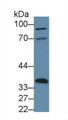 Western Blot; Sample: Mouse Liver lysate; ;Primary Ab: 3µg/ml Rabbit Anti-Mouse ANXA4 Antibody;Second Ab: 0.2µg/mL HRP-Linked Caprine Anti-Rabbit IgG Polyclonal Antibody;