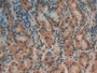 DAB staining on IHC-P; Samples: Human Stomach Tissue; Primary Ab: 20µg/ml Rabbit Anti-Human ANXA4 Antibody Second Ab: 2µg/mL HRP-Linked Caprine Anti-Rabbit IgG Polyclonal Antibody