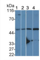Western Blot; Sample: Lane1: Rat Serum; Lane2: 293T cell lysate; Lane3: Rat Skeletal muscle lysate; Lane4: Mouse Skeletal muscle lysate; Primary Ab: 2µg/ml Rabbit Anti-Rat IL11Ra Antibody; Second Ab: 0.2µg/mL HRP-Linked Caprine Anti-Rabbit IgG Polyclonal Antibody;