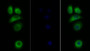 FITC staining on IF; Sample: Human MCF7 cell;  Primary Ab: 20μg/ml Rabbit Anti-Human IL31RA Antibody Second Ab: 1.5μg/ml FITC-Linked Caprine Anti-Rabbit IgG Polyclonal Antibody 