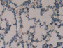 DAB staining on IHC-P; Samples: Rat Lung Tissue; Primary Ab: 10µg/ml Rabbit Anti-Rat TOR2A Antibody Second Ab: 2µg/mL HRP-Linked Caprine Anti-Rabbit IgG Polyclonal Antibody