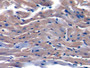 DAB staining on IHC-P; Samples: Mouse Cardiac Muscle Tissue)