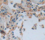 Torsin 2A (Tor2A) Polyclonal Antibody, Cat#CAU22711