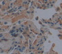 Karyopherin Alpha 1 (Kpna1) Polyclonal Antibody, Cat#CAU22714
