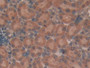 DAB staining on IHC-P; Samples: Rat Kidney Tissue; Primary Ab: 20µg/ml Rabbit Anti-Rat TUBd Antibody Second Ab: 2µg/mL HRP-Linked Caprine Anti-Rabbit IgG Polyclonal Antibody