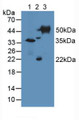 Western Blot; Sample: Lane1: Mouse Kidney Tissue; Lane2: Mouse Ovary Tissue; Lane3: Mouse Testis Tissue.