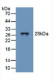 Western Blot; Sample: Recombinant TUBd, Mouse.